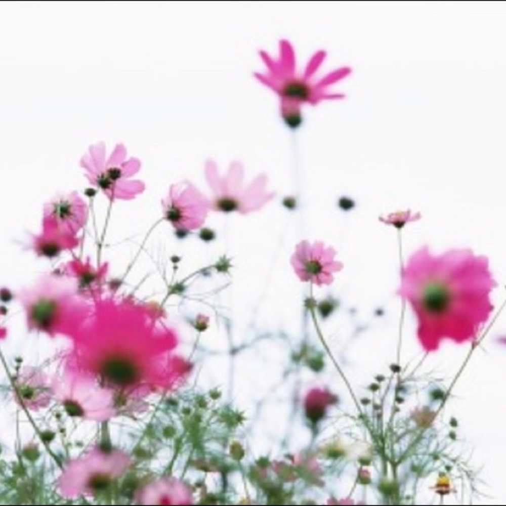 Meet your Posher, Kristi